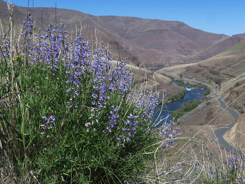 lupines (Lupinus sp.) [Deschutes River Access Road, Sherman County, Oregon]