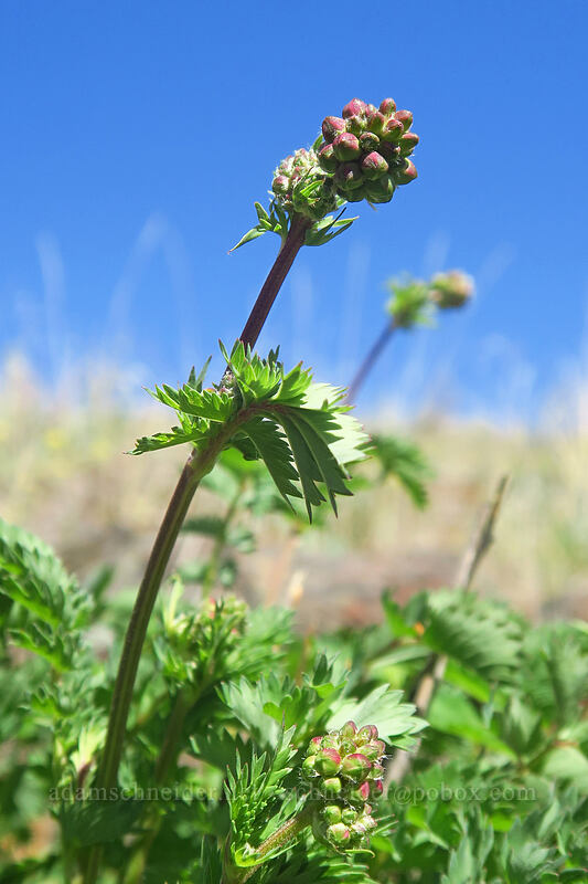 salad burnet (Poterium sanguisorba (Sanguisorba minor)) [Deschutes River Access Road, Sherman County, Oregon]