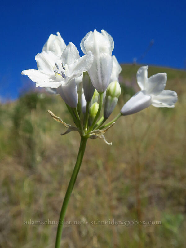 bi-colored cluster lily, all-white version (Triteleia grandiflora var. howellii (Brodiaea bicolor)) [Deschutes River Access Road, Sherman County, Oregon]