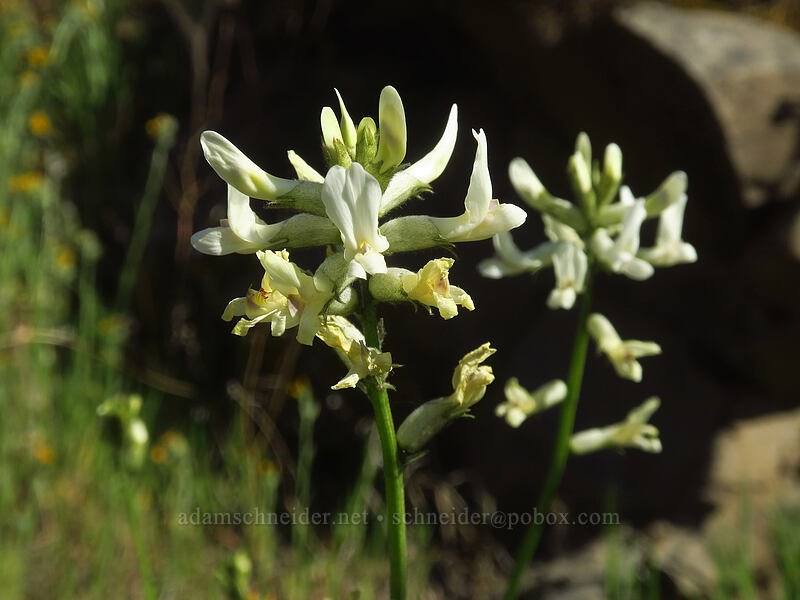 Rickard's/stiff milk-vetch (Astragalus conjunctus var. rickardii) [Deschutes River Access Road, Sherman County, Oregon]