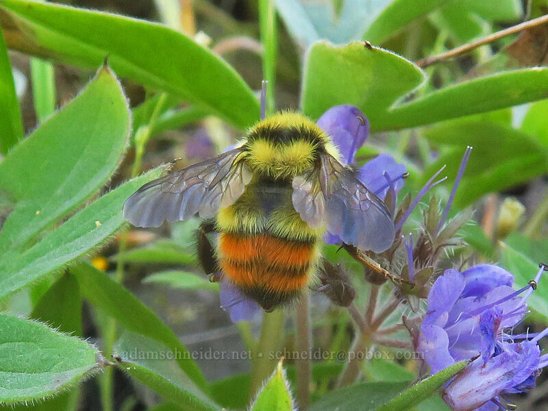 Great Basin bumblebee on ball-head waterleaf (Bombus centralis, Hydrophyllum capitatum var. capitatum) [Deschutes River Access Road, Sherman County, Oregon]