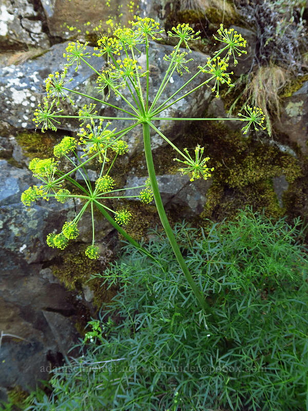 fern-leaf desert parsley with yellow flowers (Lomatium multifidum (Lomatium dissectum var. multifidum)) [Deschutes River Trail, Sherman County, Oregon]