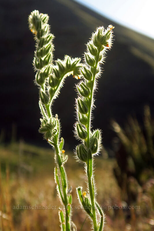 fiddleneck (Amsinckia sp.) [Deschutes River Trail, Sherman County, Oregon]