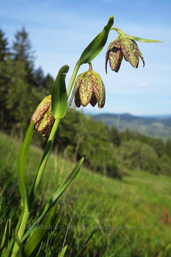 checker lily (Fritillaria affinis) [Mount Pisgah, Lane County, Oregon]