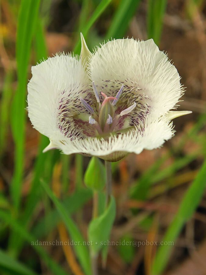 Tolmie's mariposa lily (Calochortus tolmiei) [Mount Pisgah, Lane County, Oregon]