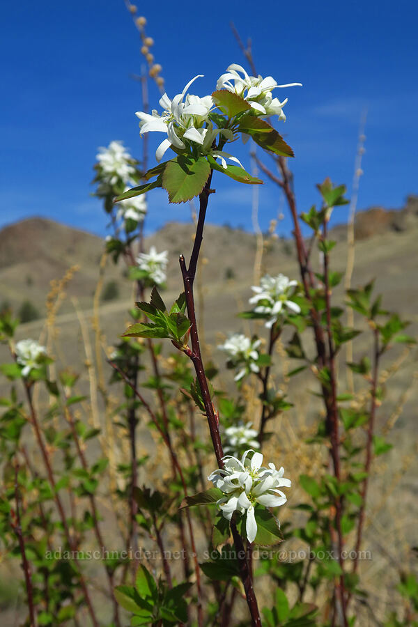 serviceberry blossoms (Amelanchier alnifolia) [Spring Basin Wilderness, Wheeler County, Oregon]