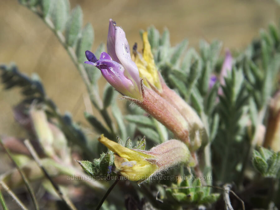 woolly-pod milk-vetch (Astragalus purshii) [Spring Basin Wilderness, Wheeler County, Oregon]