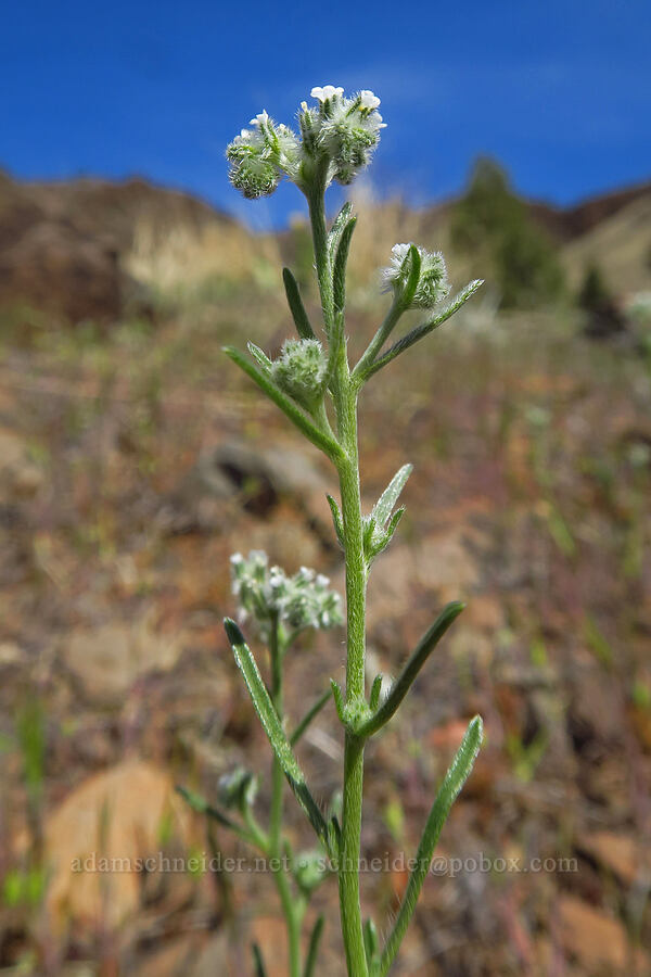 weak-stem cryptantha (Cryptantha flaccida) [Spring Basin Wilderness, Wheeler County, Oregon]