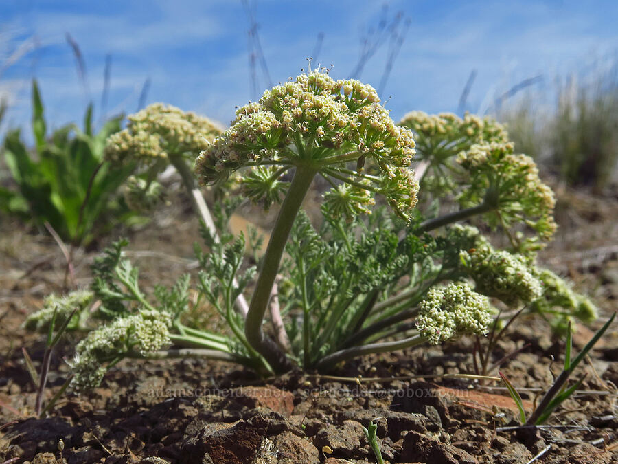 big-seed biscuitroot (Lomatium macrocarpum) [Spring Basin Wilderness, Wheeler County, Oregon]