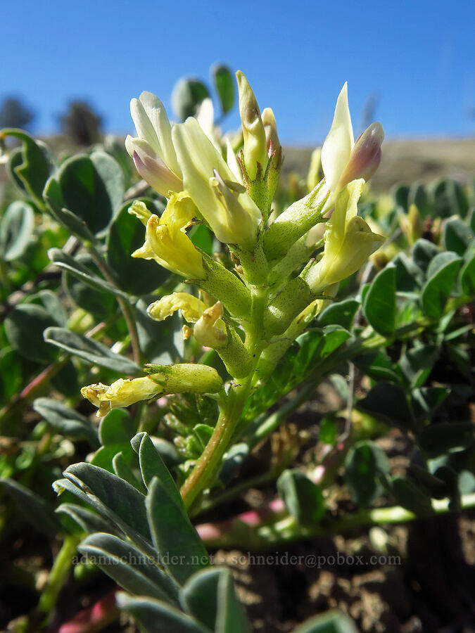 broad-leaf milk-vetch (Astragalus lentiginosus var. chartaceus (Astragalus lentiginosus var. platyphyllidius)) [north of Clarno, Wasco County, Oregon]