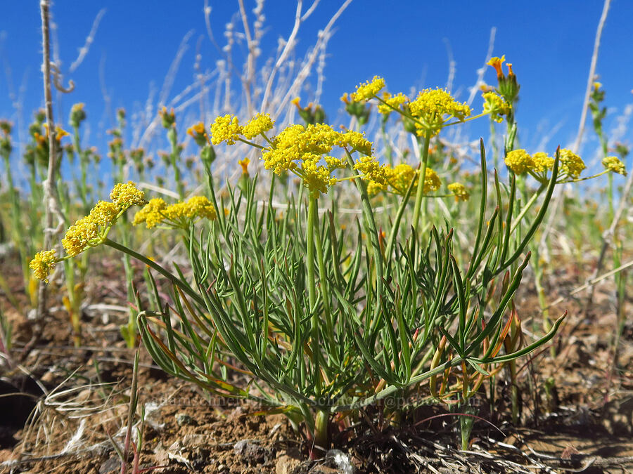 Hamblen's desert parsley (?) (Lomatium farinosum var. hambleniae) [north of Clarno, Wasco County, Oregon]