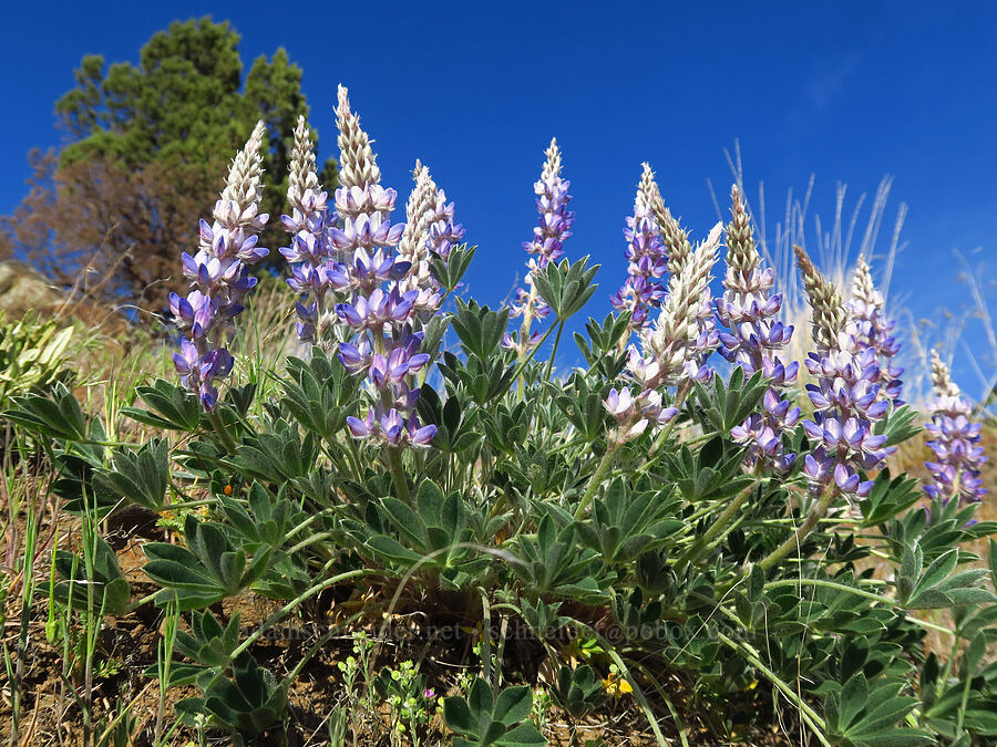dry-ground lupine (prairie lupine) (Lupinus lepidus var. aridus) [Bakeoven Road, Maupin, Wasco County, Oregon]