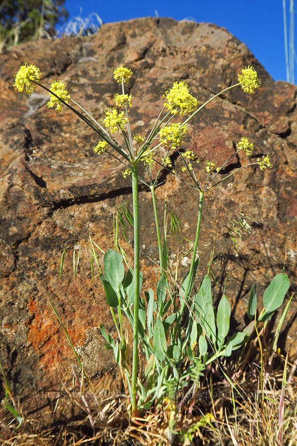 bare-stem desert parsley (Lomatium nudicaule) [Bakeoven Road, Maupin, Wasco County, Oregon]