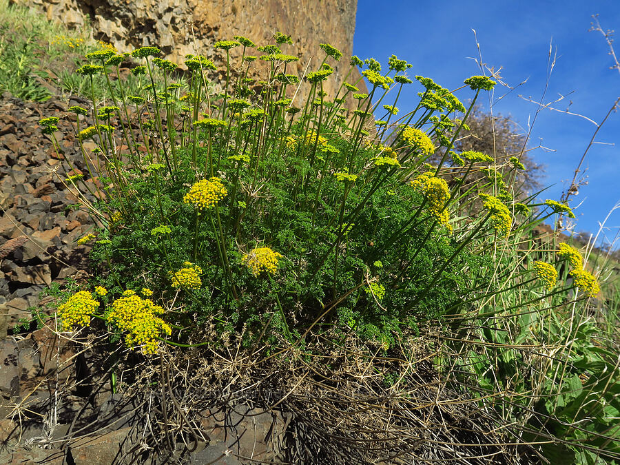 aromatic spring parsley (turpentine cymopterus) (Cymopterus terebinthinus (Pteryxia terebinthina)) [Upper Deschutes Access Road, Wasco County, Oregon]