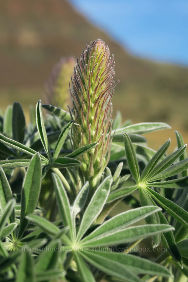 lupine, budding (Lupinus sp.) [BLM Criterion Tract, Wasco County, Oregon]