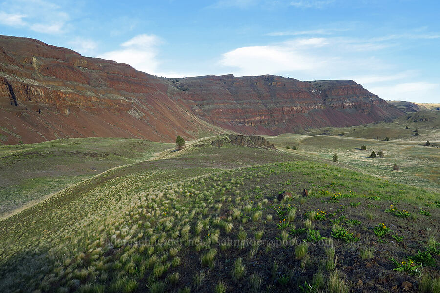 bunchgrass & layered rock [BLM Criterion Tract, Wasco County, Oregon]