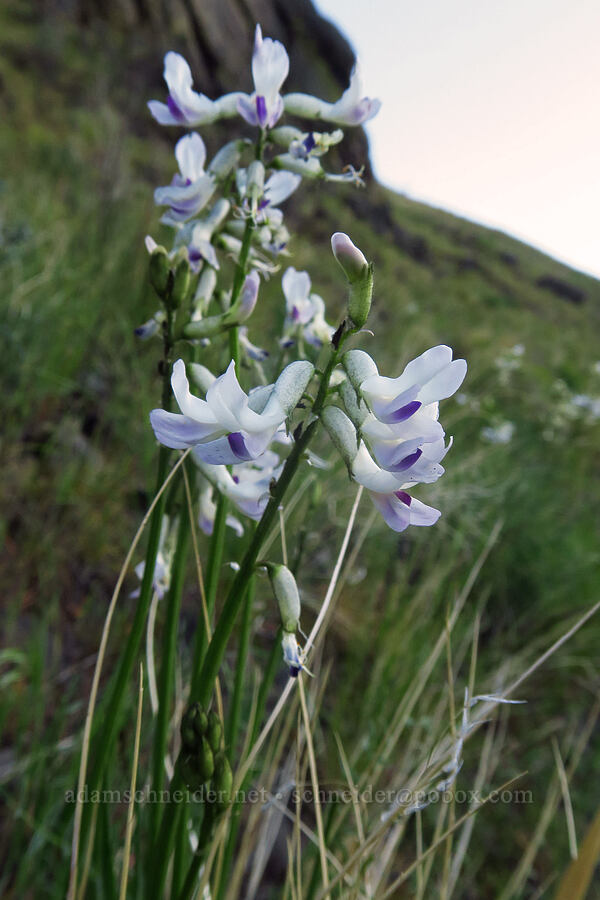 Idaho milk-vetch (Astragalus conjunctus) [BLM Criterion Tract, Wasco County, Oregon]