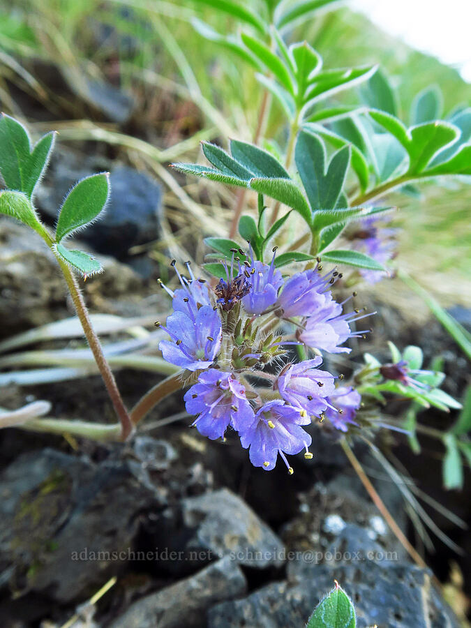 ball-head waterleaf (Hydrophyllum capitatum) [BLM Criterion Tract, Wasco County, Oregon]