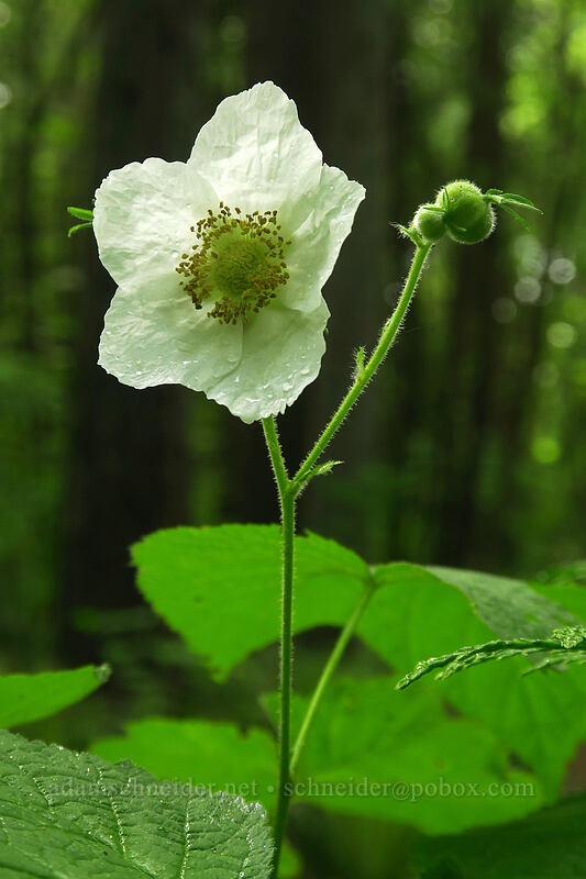 thimbleberry flower (Rubus parviflorus) [Canemah Bluff Nature Park, Oregon City, Clackamas County, Oregon]
