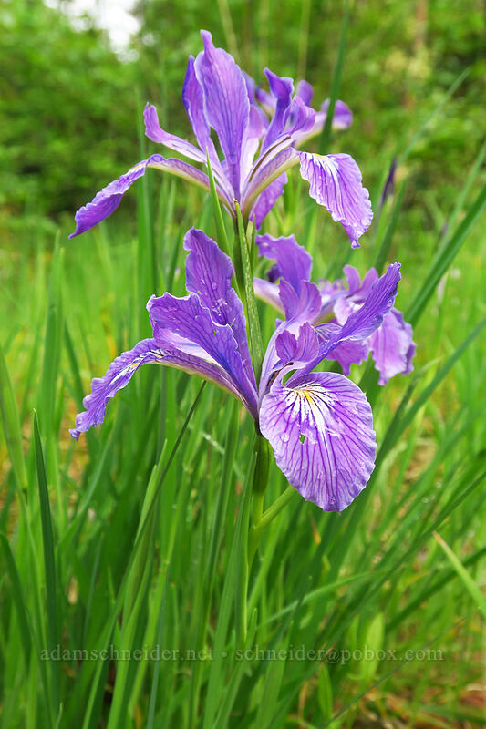 Oregon irises (Iris tenax) [Canemah Bluff Nature Park, Oregon City, Clackamas County, Oregon]