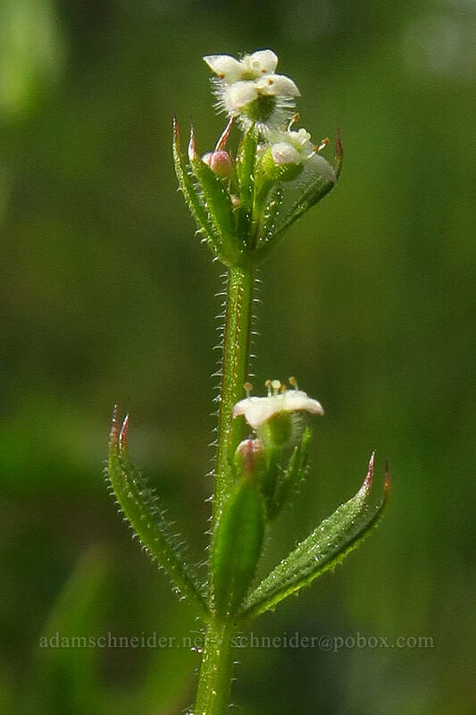 common bedstraw (Galium aparine) [Canemah Bluff Nature Park, Oregon City, Clackamas County, Oregon]