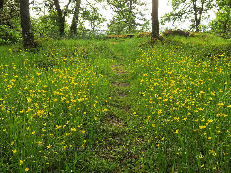 western buttercups (Ranunculus occidentalis) [Canemah Bluff Nature Park, Oregon City, Clackamas County, Oregon]