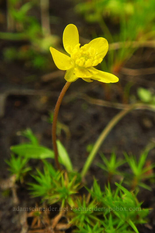 small creeping buttercup (Ranunculus flammula) [Canemah Bluff Nature Park, Oregon City, Clackamas County, Oregon]