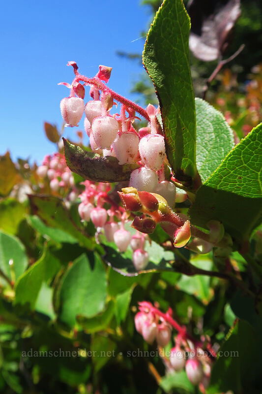 salal flowers (Gaultheria shallon) [Whispering Spruce Trail, Siuslaw National Forest, Lincoln County, Oregon]