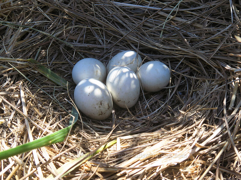 northern harrier nest & eggs (Circus hudsonius (Circus cyaneus hudsonius)) [Baker Beach, Siuslaw National Forest, Lane County, Oregon]