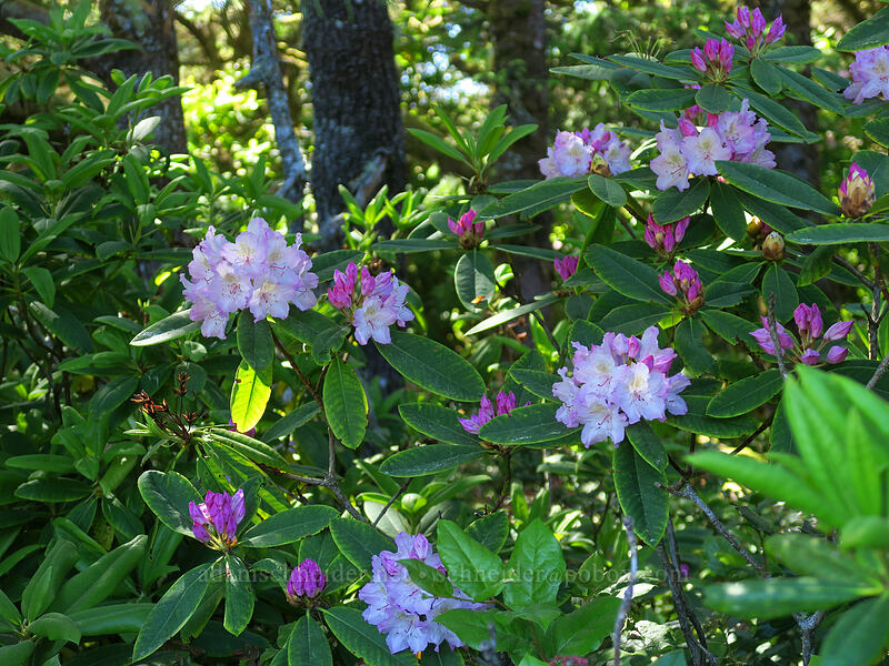 Pacific rhododendron (Rhododendron macrophyllum) [Valley Trail, Carl G. Washburne Memorial State Park, Lane County, Oregon]