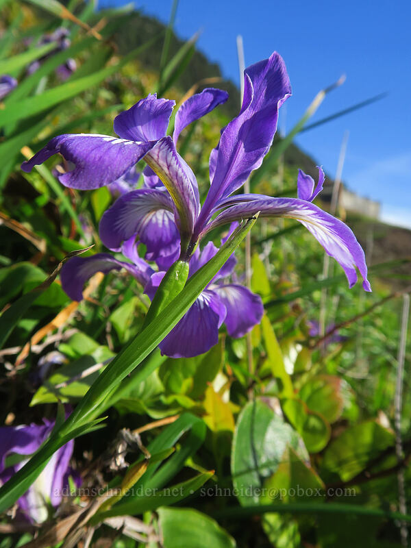 Oregon iris (Iris tenax) [Captain Cook Trail, Siuslaw National Forest, Lincoln County, Oregon]