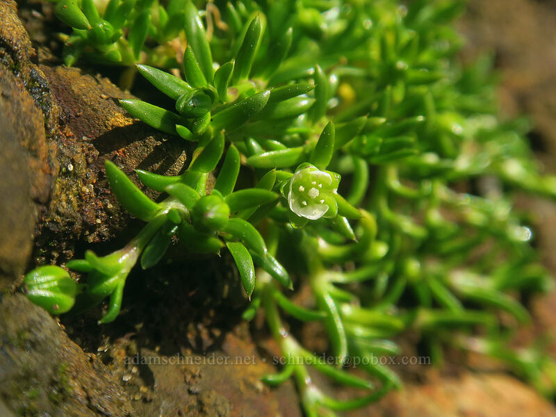 fleshy pearlwort (Sagina maxima ssp. crassicaulis (Sagina crassicaulis)) [Cape Perpetua Scenic Area, Siuslaw National Forest, Lincoln County, Oregon]