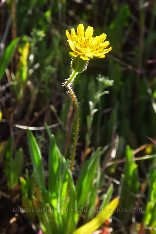 annual agoseris (Agoseris heterophylla) [Pilot Rock Trail, Cascade-Siskiyou National Monument, Jackson County, Oregon]