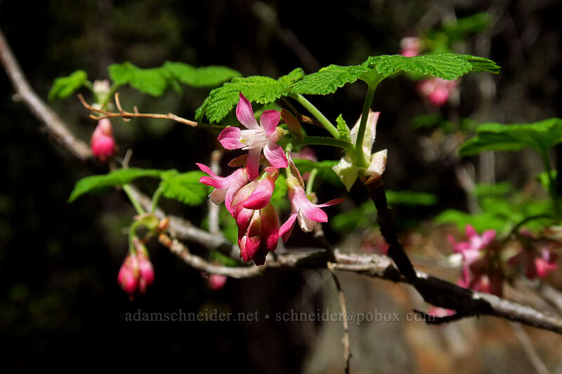 red-flowering currant (Ribes sanguineum) [Pilot Rock Trail, Cascade-Siskiyou National Monument, Jackson County, Oregon]