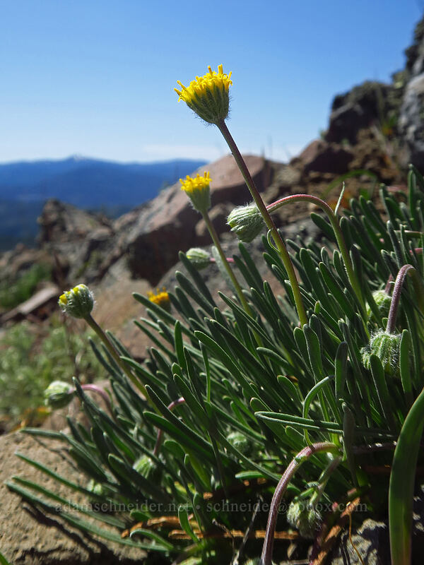 Waldo fleabane/daisy (Erigeron bloomeri var. nudatus) [west of the PCT, Soda Mountain Wilderness, Jackson County, Oregon]