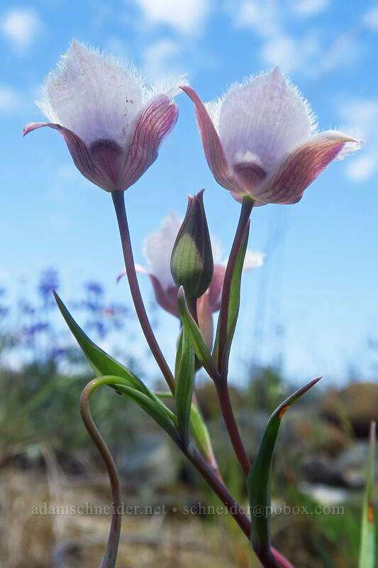 Tolmie's mariposa lilies (Calochortus tolmiei) [Rough and Ready ACEC, Josephine County, Oregon]