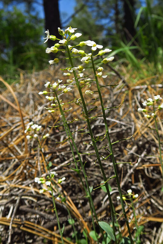 Siskiyou Mountain penny-cress (Noccaea fendleri ssp. siskiyouensis (Thlaspi montanum var. siskiyouense)) [Rough and Ready ACEC, Josephine County, Oregon]