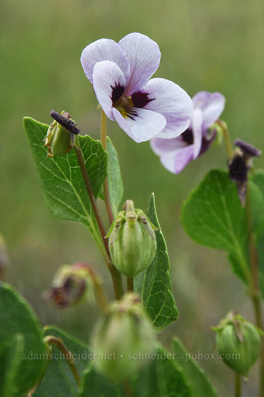 wedge-leaf violet (Viola cuneata) [Days Gulch Botanical Area, Rogue River-Siskiyou National Forest, Josephine County, Oregon]
