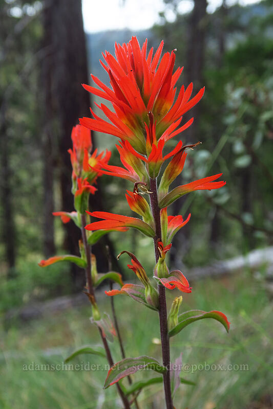 frosted paintbrush (Castilleja pruinosa) [Days Gulch Botanical Area, Rogue River-Siskiyou National Forest, Josephine County, Oregon]