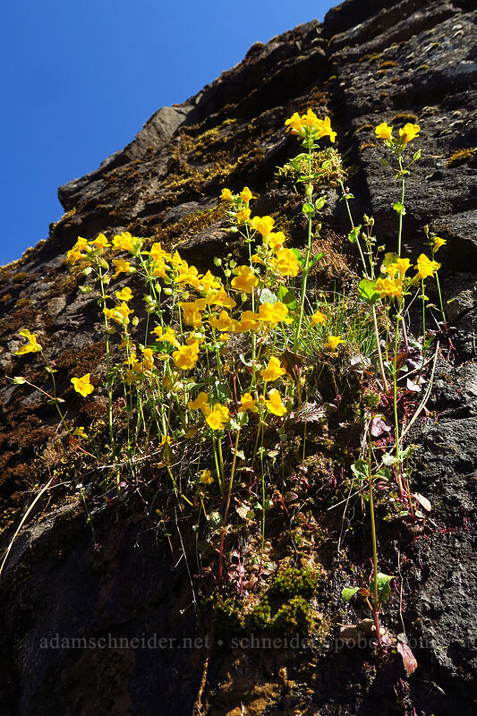 monkeyflower (Erythranthe sp. (Mimulus sp.)) [Viewpoint Mike Trail, Jackson County, Oregon]