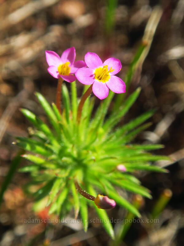 baby-stars (Leptosiphon bicolor (Linanthus bicolor)) [Viewpoint Mike Trail, Jackson County, Oregon]