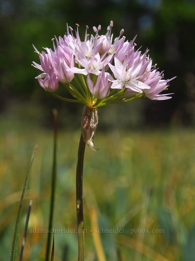 Nevius' onion (Allium nevii (Allium douglasii var. nevii)) [Brooks Memorial State Park, Klickitat County, Washington]