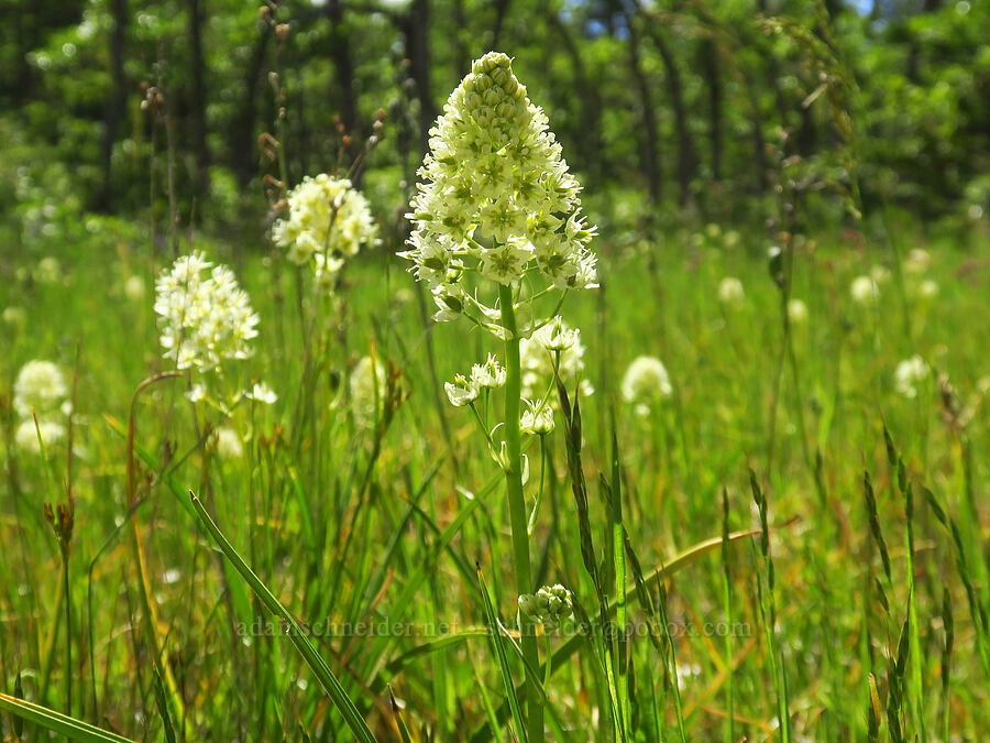 meadow death-camas (Toxicoscordion venenosum (Zigadenus venenosus)) [Soda Springs Wildlife Area, Klickitat County, Washington]