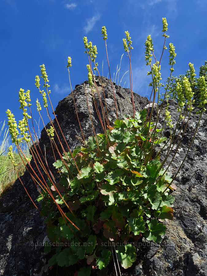 thin-leaved alumroot (Heuchera grossulariifolia var. tenuifolia) [Soda Springs Wildlife Area, Klickitat County, Washington]