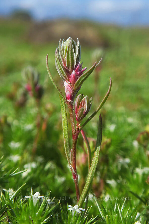 close-flowered knotweed (Polygonum polygaloides ssp. confertiflorum (Polygonum confertiflorum)) [Soda Springs Wildlife Area, Klickitat County, Washington]