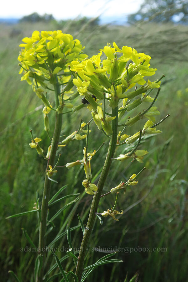 wallflower (Erysimum capitatum) [Soda Springs Wildlife Area, Klickitat County, Washington]