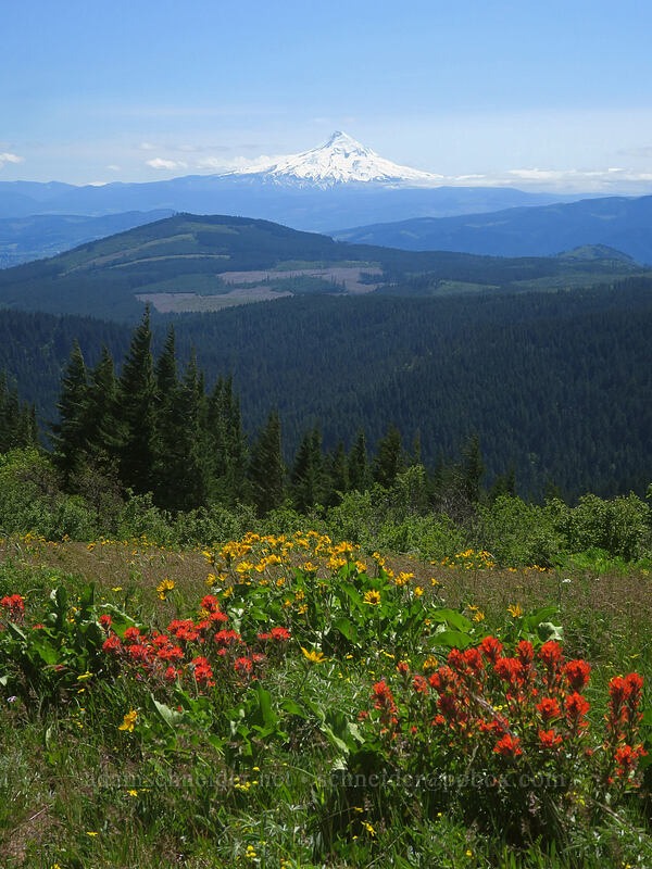 wildflowers & Mt. Hood [Nestor Peak, Klickitat County, Washington]