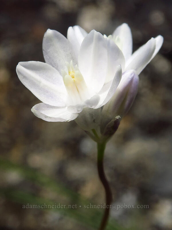 white dicks (Dipterostemon capitatus (Dichelostemma capitatum)) [Sexton Mountain, Josephine County, Oregon]