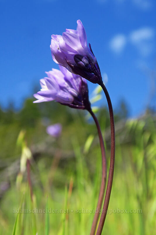 blue dicks (Dipterostemon capitatus (Dichelostemma capitatum)) [Sexton Mountain, Josephine County, Oregon]