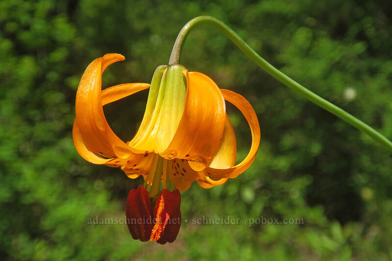 Columbia tiger lily (Lilium columbianum) [Elk Mountain Trail, Tillamook State Forest, Tillamook County, Oregon]